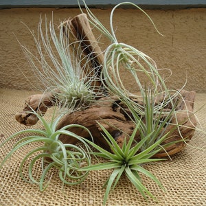 Air Plants Tillandsia Collection of 5 Easy Houseplants for Beginners Small to Medium 1.56 image 5