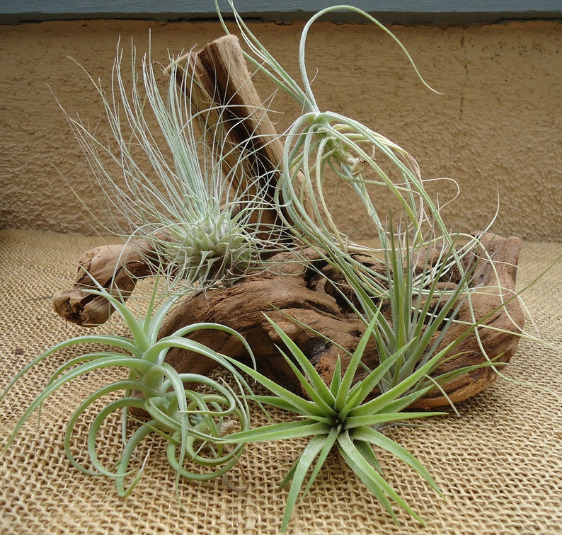 Air Plants Tillandsia Collection of 5 Easy Houseplants for Beginners Small to Medium 1.56 image 5