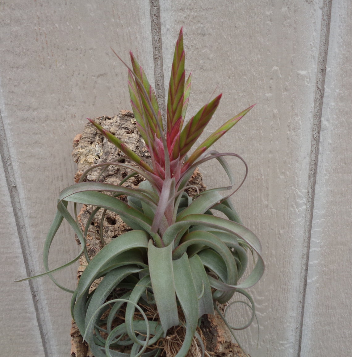 Tillandsia Concolor X Streptophylla Air Plants - Etsy