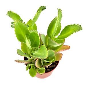 Madre de miles Kalanchoe Daigremontiana