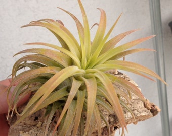 Tillandsia Ionantha Maxima