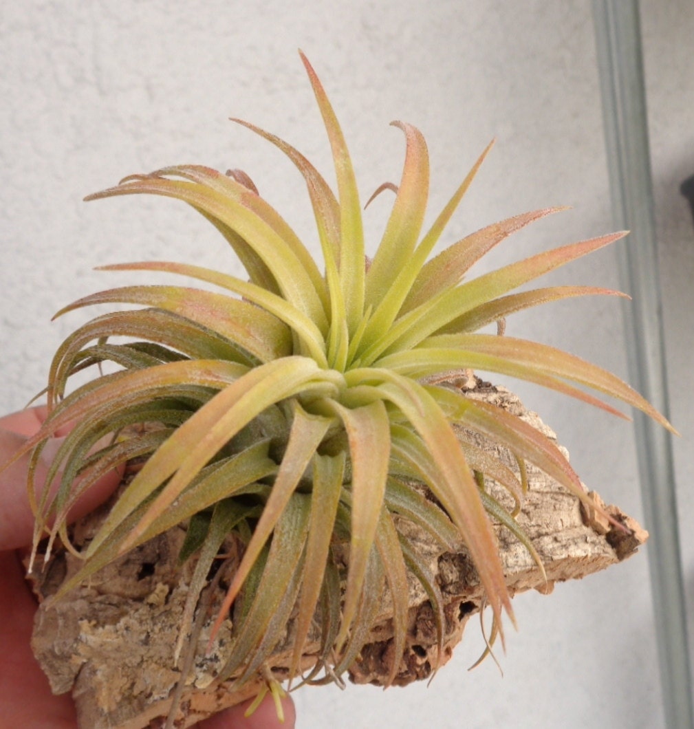 Tillandsia Plant Wire Green for Hanging Plants