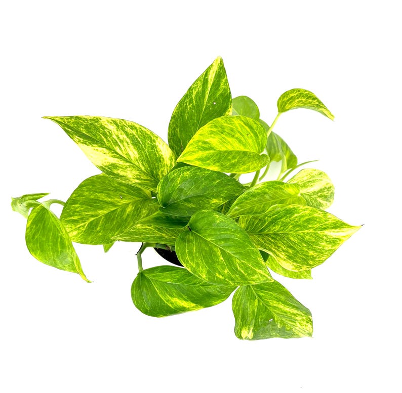 Puede incluir: Vista superior de una planta de potos en maceta con hojas abigarradas de color verde y amarillo vibrantes. La planta se encuentra sobre un fondo blanco limpio, resaltando su exuberante follaje y belleza natural. Las hojas tienen un patr&oacute;n veteado.