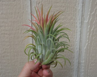 Tillandsia Ionantha Curly Giant Air Plants