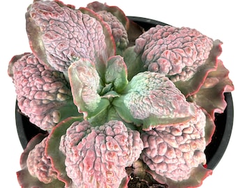 Echeveria Etna Brain Succulent Huge Mature Plant 10-12” Across Rare, 10” Pot