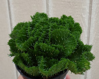 Euphorbia Green Coral Euphorbia Flanaganii Cristata