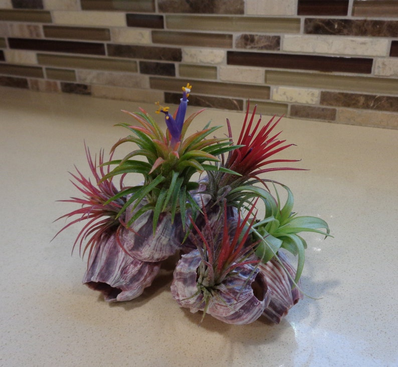 Air Plant and Purple Barnacle Kit image 1