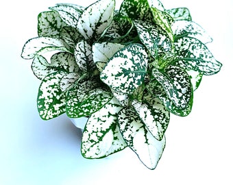 Hypoestes White Splash Live Potted House Plants in 2" Pots