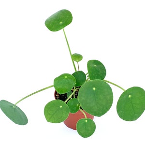 Chinese Money Plant Pilea Pepermomioides Live Potted Houseplant Air Purifying image 2