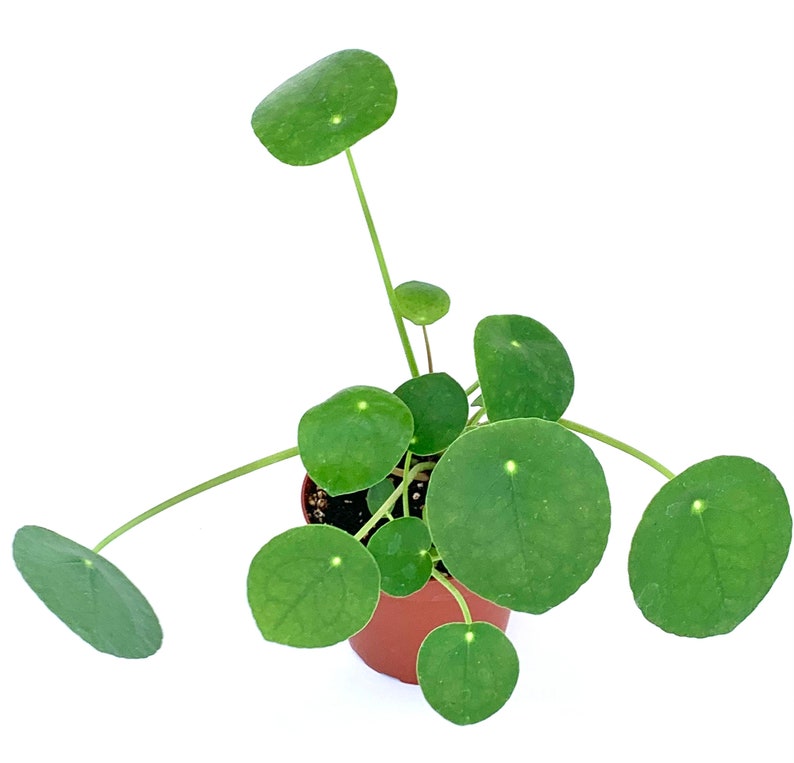 Chinese Money Plant Pilea Pepermomioides Live Potted Houseplant Air Purifying image 2