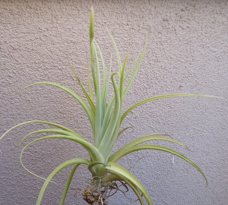 Tillandsia Micans Hybrid Air Plants image 3