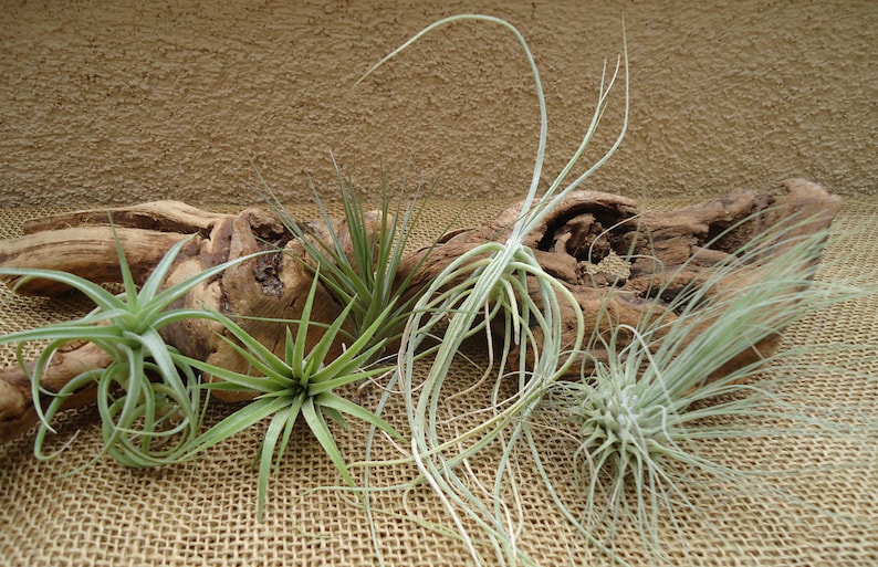 5 Pack Assorted Tillandsia Air Plants Free Shipping Etsy