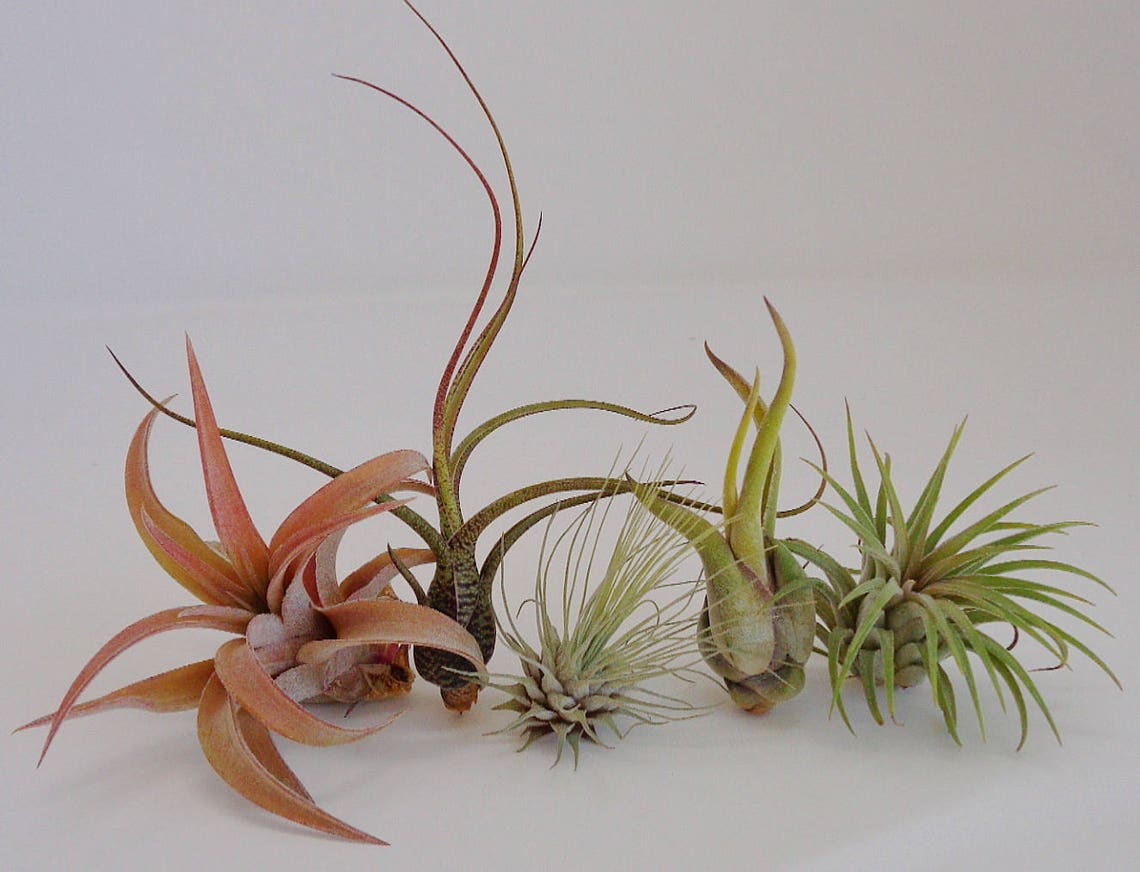 5 Pack Assorted Tillandsia Air Plants Free Shipping Etsy