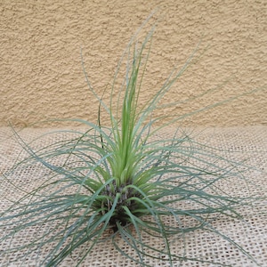 Tillandsia Filifolia image 1