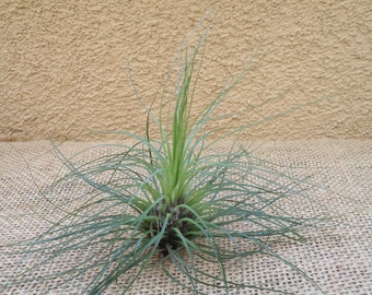 Tillandsia Filifolia