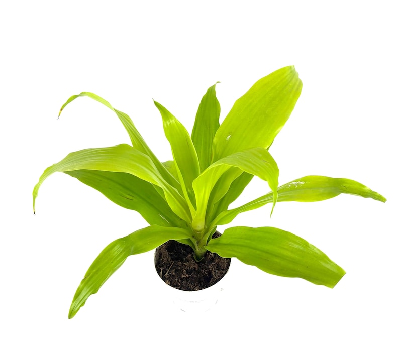 CTS Air Plants Dracaena Limelight House Plant - Thumbnail 3