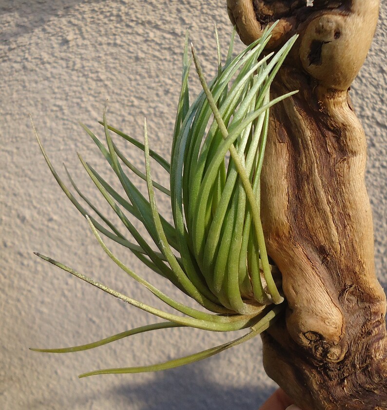 Tillandsia Dura