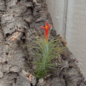 Tillandsia Funkiana Air Plant image 1