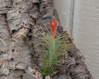 Tillandsia Funkiana Air Plant