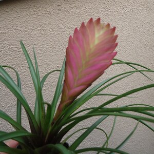 Large Tillandsia Cyanea Pink Quill Air Plants House Plants in 4 Pot image 2