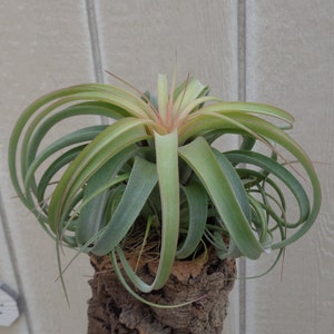 Tillandsia Concolor x Streptophylla Air Plants