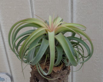 Tillandsia Concolor x Streptophylla Air Plants