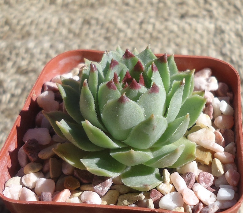 Sempervivum Calcareum Succulents image 3