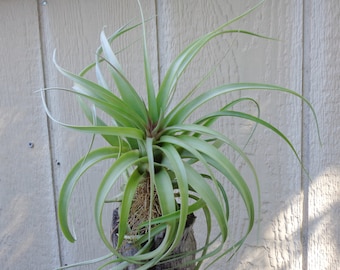 Tillandsia Bradeana x Roland-Gosselinii RARE Air Plants