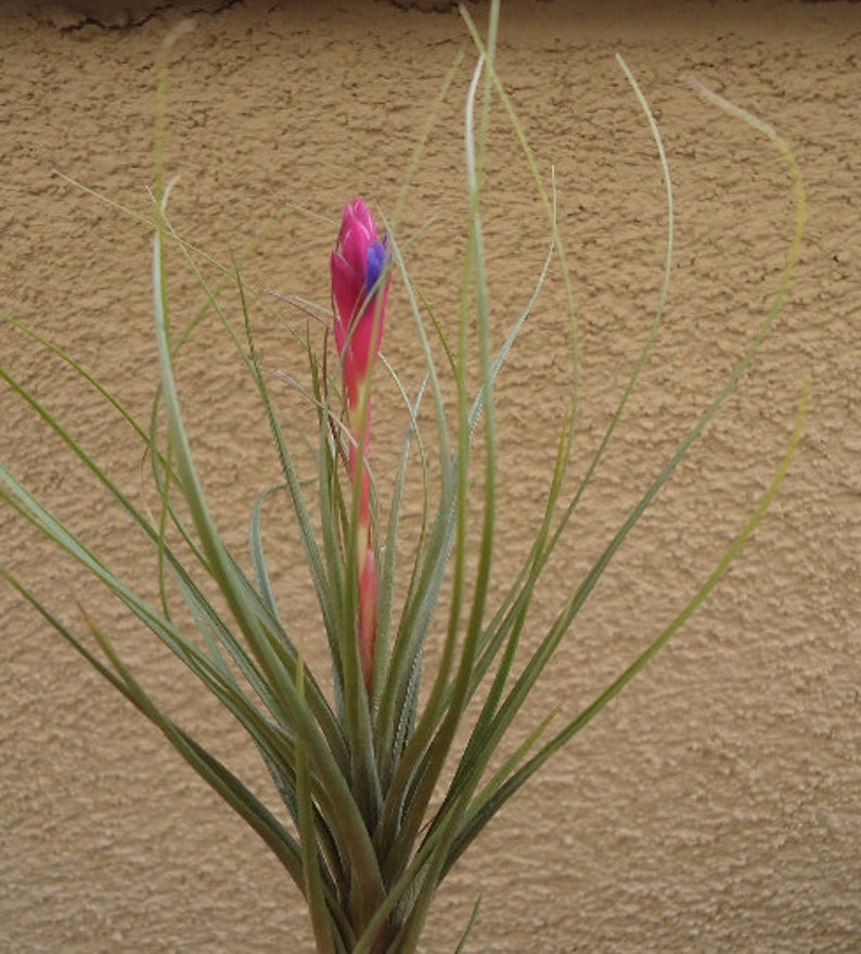 Tillandsia Tenuifolia Blue image 1