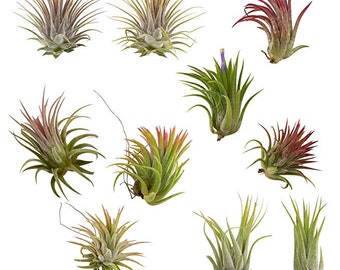 10 Pack Assorted Tillandsia Ionantha Color Changing Air Plants FREE SHIPPING