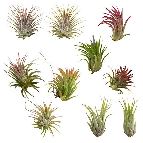 10 Pack Assorted Tillandsia Ionantha Color Changing Air Plants FREE SHIPPING