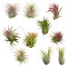 see more listings in the Airplants Package Deals section