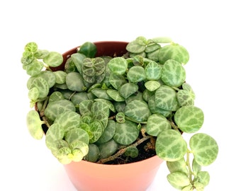 String of Turtles Plants Peperomia Prostrata Rare Succulent House Plants