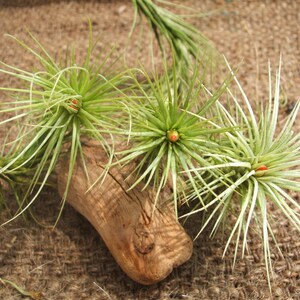 Tillandsia Funkiana Air Plant image 2