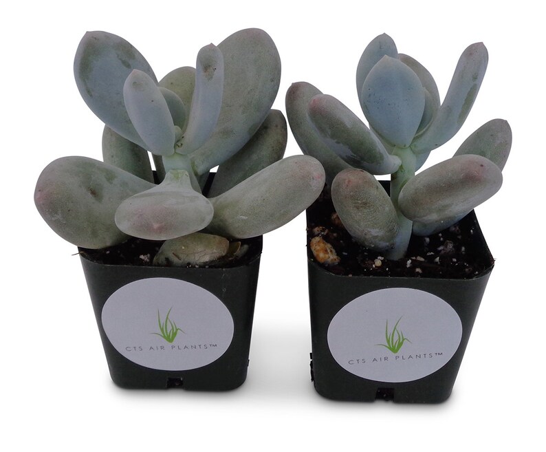 Blue Moonstone Succulents Pachyveria Oviferum 2 Pack in 2 pots