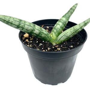 16+ Starfish Snake Plant
