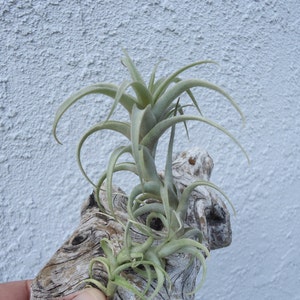 Tillandsia Cauligera image 2