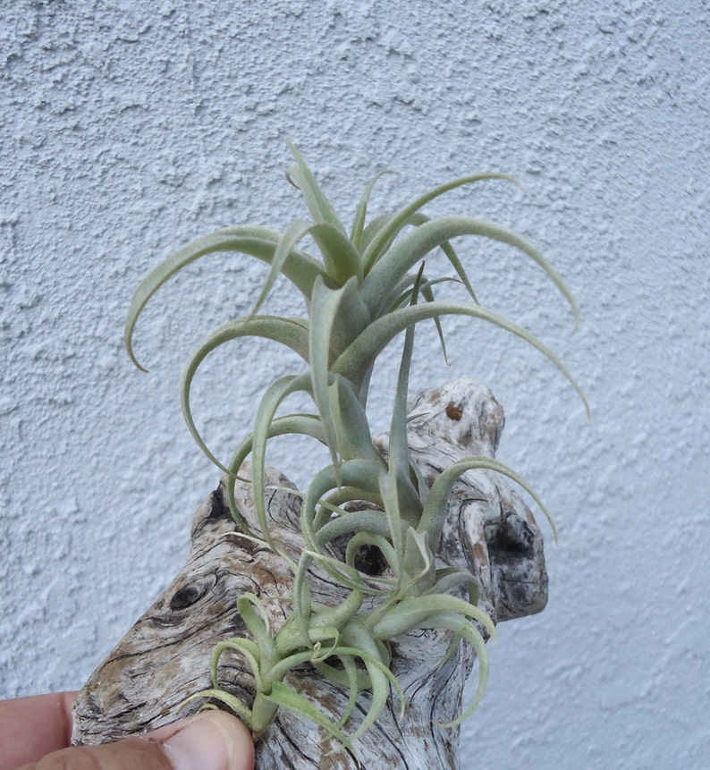 Tillandsia Cauligera image 2