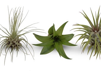 Mini Tillandsia Assortment  3 Pack Air Plants Free Standard Shipping