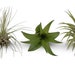 see more listings in the Airplants Package Deals section
