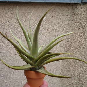 Tillandsia Xiphioides Air Plants image 1