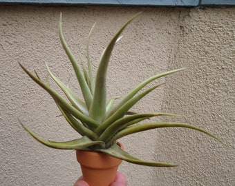 Tillandsia Xiphioides Air Plants