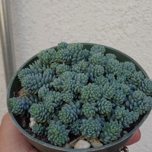 Blue Tear Sedum Cluster-Sedum Dasyphyllum Major 4&quot; Pot