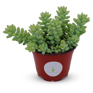 Donkey Tail Succulents Sedum Morganianum 4 Pot image 1