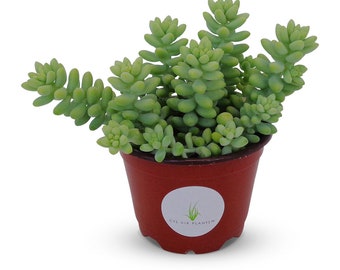 Donkey Tail Succulents Sedum Morganianum 4" Pot