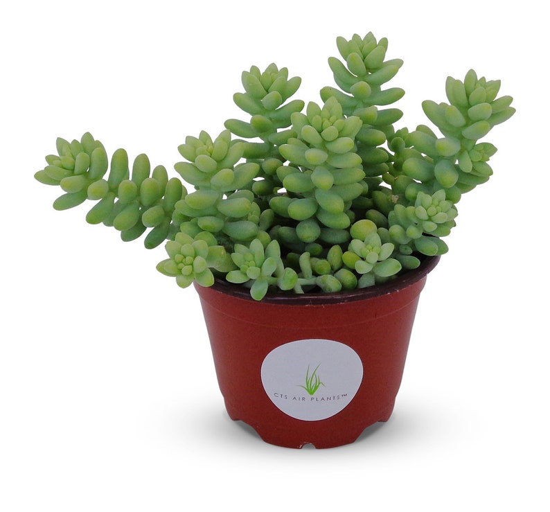 Donkey Tail Succulents Sedum Morganianum 4 Pot image 1