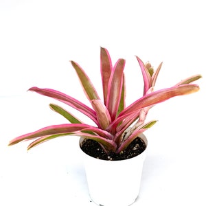 Neoregelia Donger Live Potted Houseplants