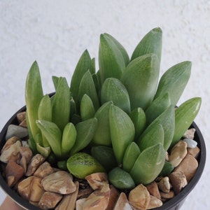 Haworthia Turgida Cluster