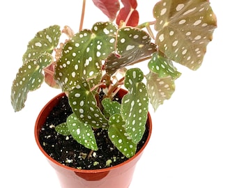 Begonia Maculata Polka Dot Begonia Live Potted House Plants Air Purifying