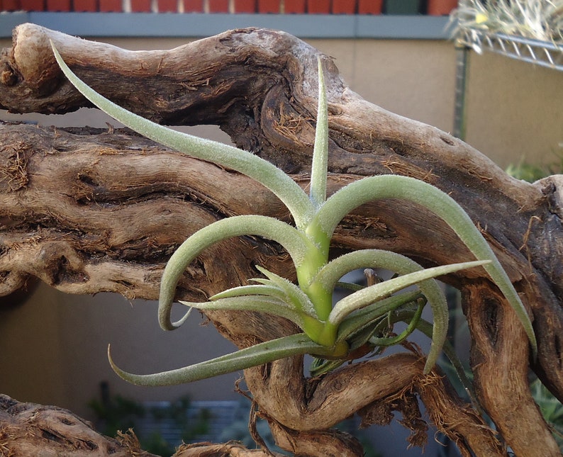 Tillandsia Myosura image 2